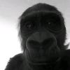 shaken_zula