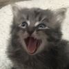 smokythecat.2