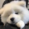 Dog baby