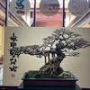 MTP Bonsai