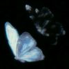 mariposa_blue00