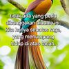 sinalau_chicken22