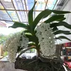 thongnguyen7398