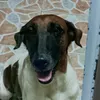 alex_has_a_dog