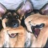 gus_20143