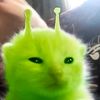 itz_rawr50