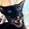 kittyminkyl