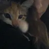 polilovv1