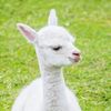 i_murdered_an_alpaca