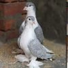 au.birds