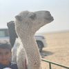 thamer_613