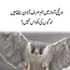 ali.gondal5538