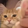 cookie_family00