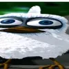 realpigeon2