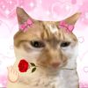 dimsummyfineshytt