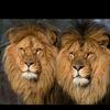 rauf.mmmdov90