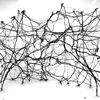 micelium