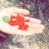shafi.hullah