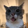 mr.catrifqi
