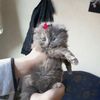 ratilnabb10