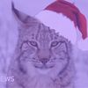 Amber the lynx💫🧿🪬