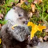 Leya Otter