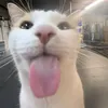 animalesdivertidos30
