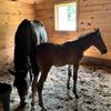 horsesinohio
