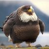 fat.eagle2