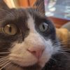 i.like_your.cat
