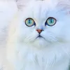 tinkerbellepersian