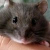 niji.hammy