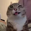 uricapinakacutesaworld