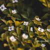 roda_223