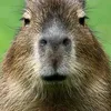 capybara132capivara