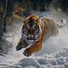 tiger_kz7
