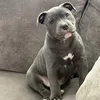 Rocco The Blue Staffy