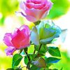 johurul.islam368