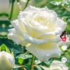 ayat_khan23_