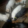 my.pets386