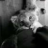 nikz.zz_10