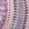 pinkplasticteeth