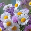 rosangela.finotto