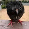 pigeonuaskr