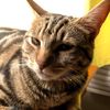 shepcat257