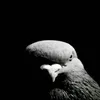 black_pigeo0n