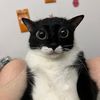 chatonguon