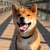 mylo_theshibainu