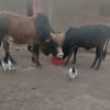 miagie.langoi5