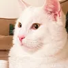 skaycat